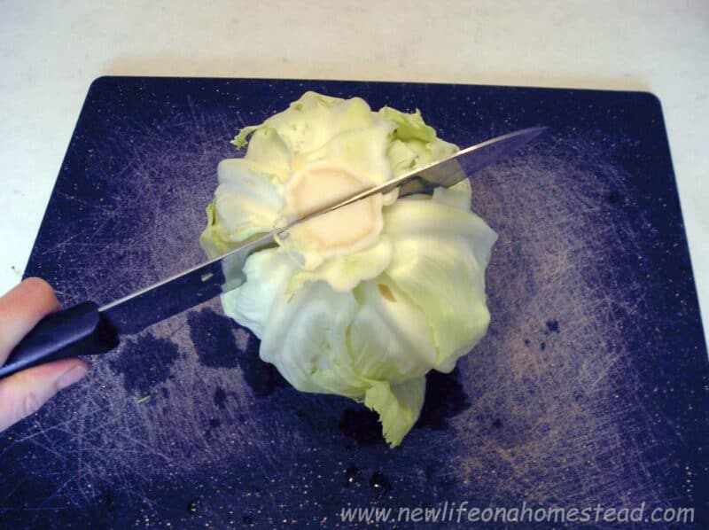 cutting a cabbage head