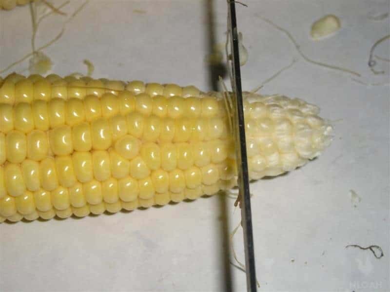 cutting tip of corn
