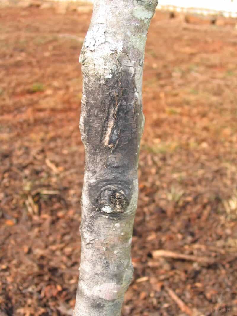 diseased apple tree trunk with black rot