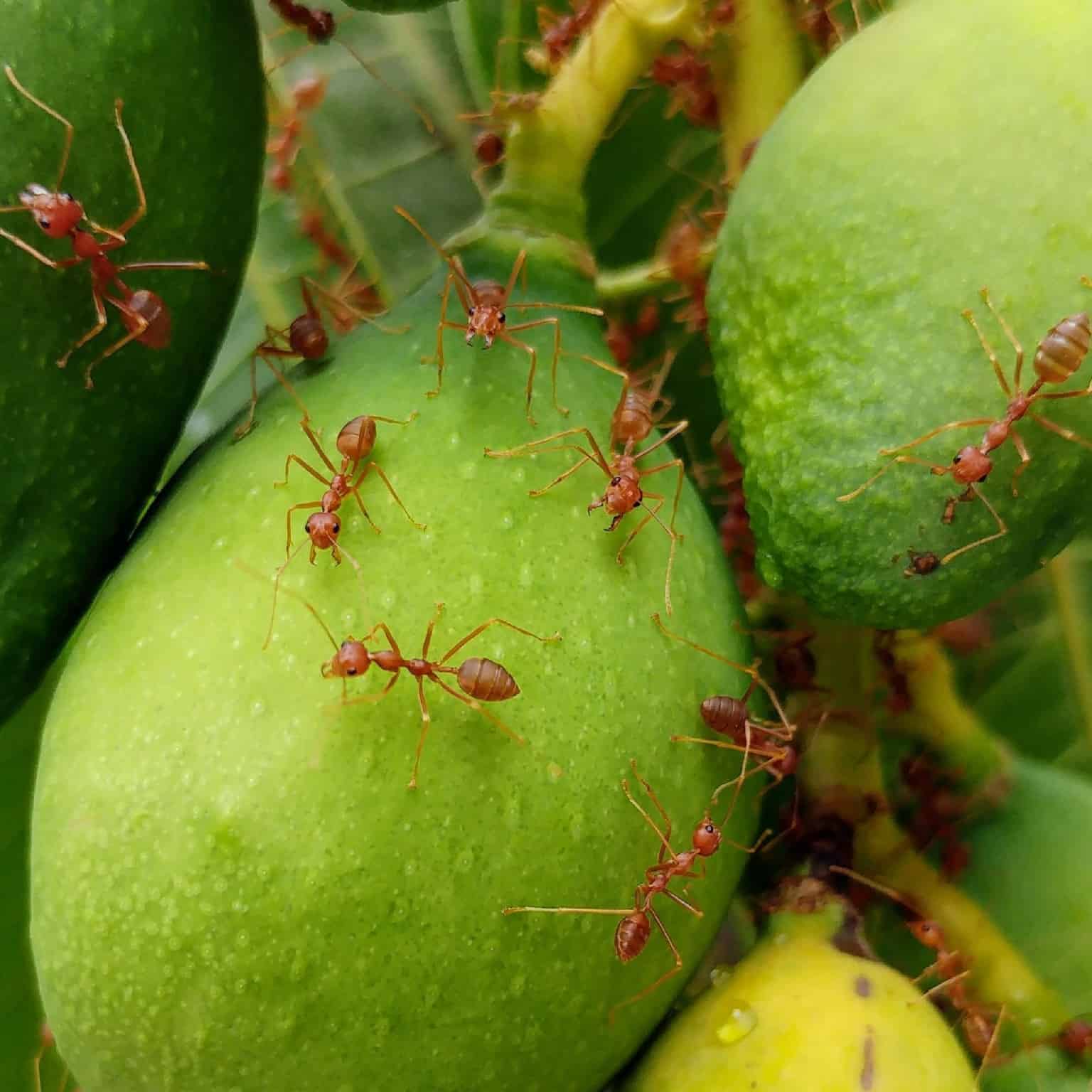 Staying Ahead of the Fire Ant Wars in the South - Strategies & Natural Treatments
