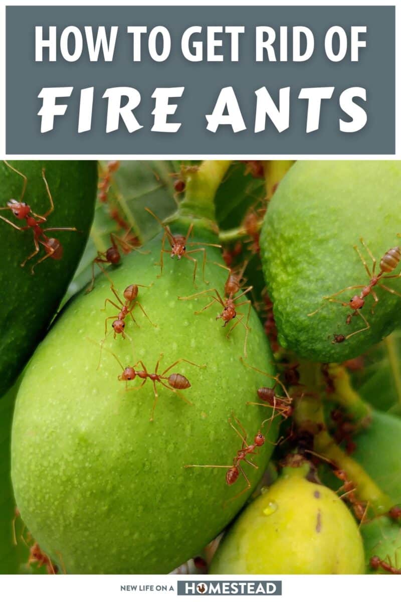 fire ants pinterest