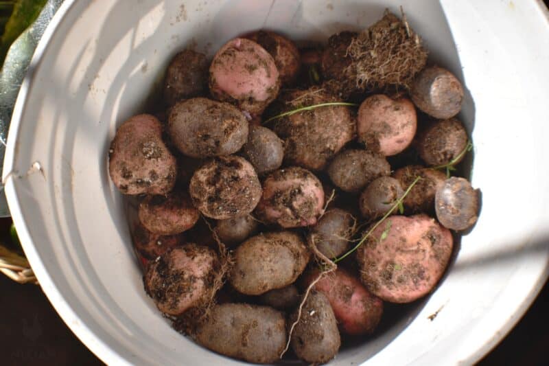 harvested potatoes in bucket