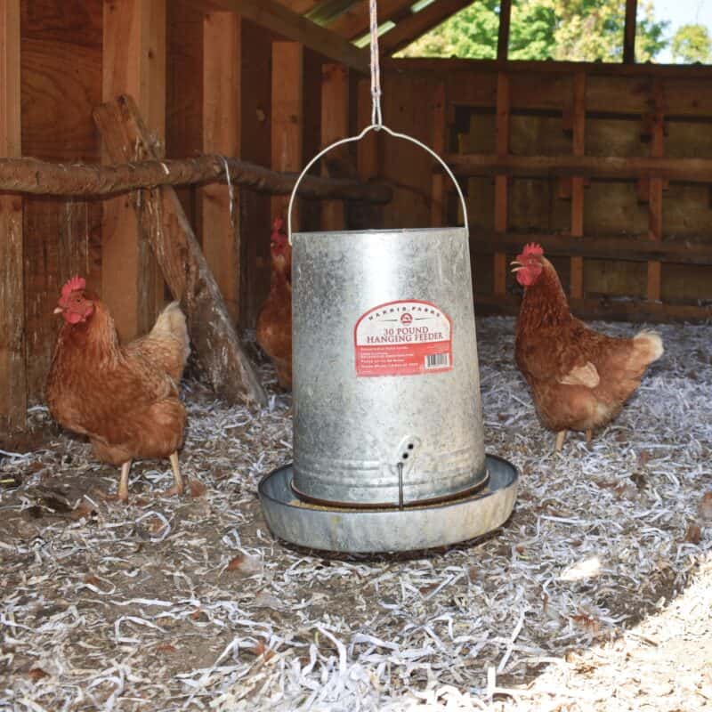 hens next to feeder inside large chicken coop