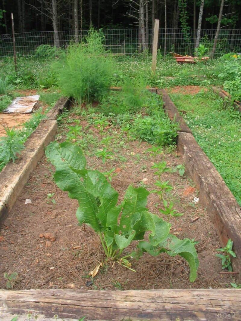 horseradish peppers asparagus and strawberries in raised bed