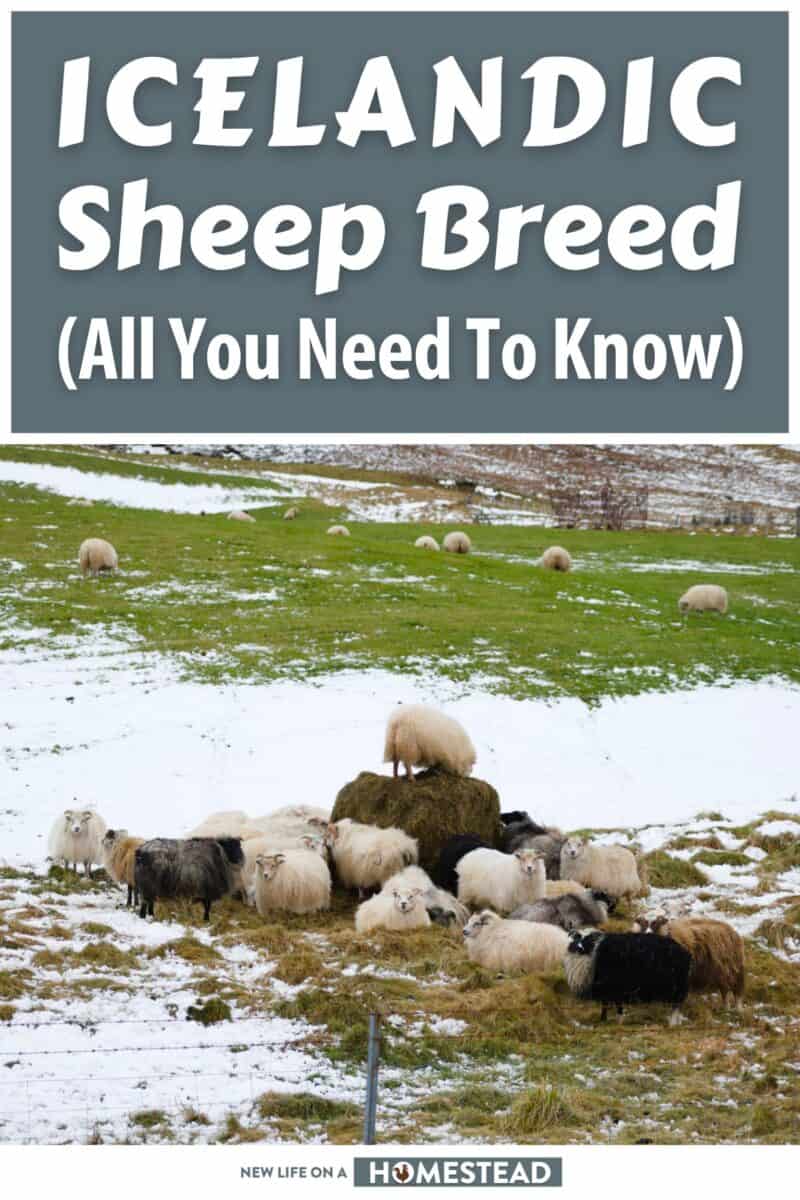 icelandic sheep breed pinterest
