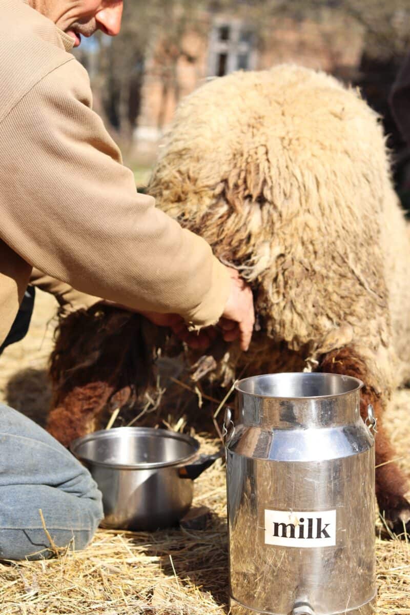 man milking a sheep