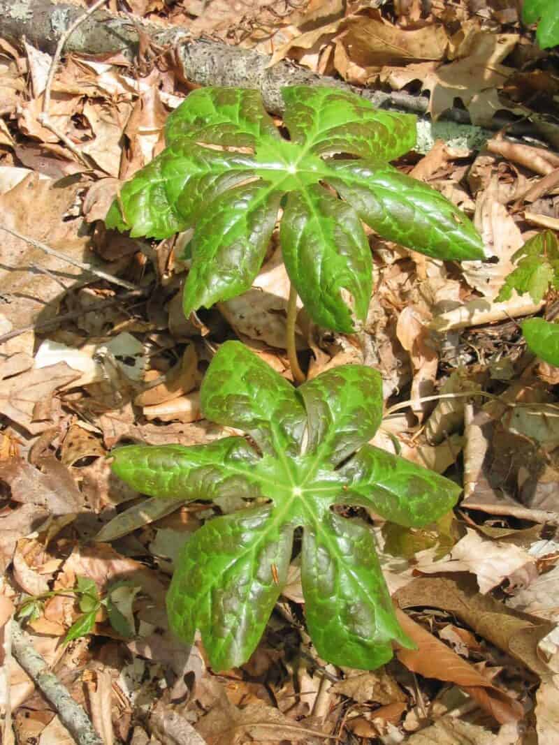 mayapple leaves dying off