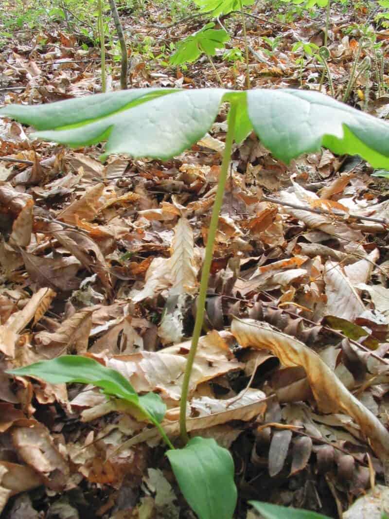 mayapple stem and leaves