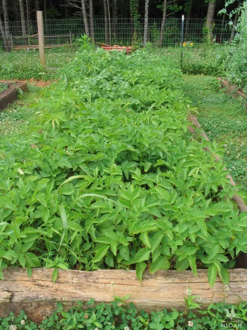 potato plants growing in raised bed