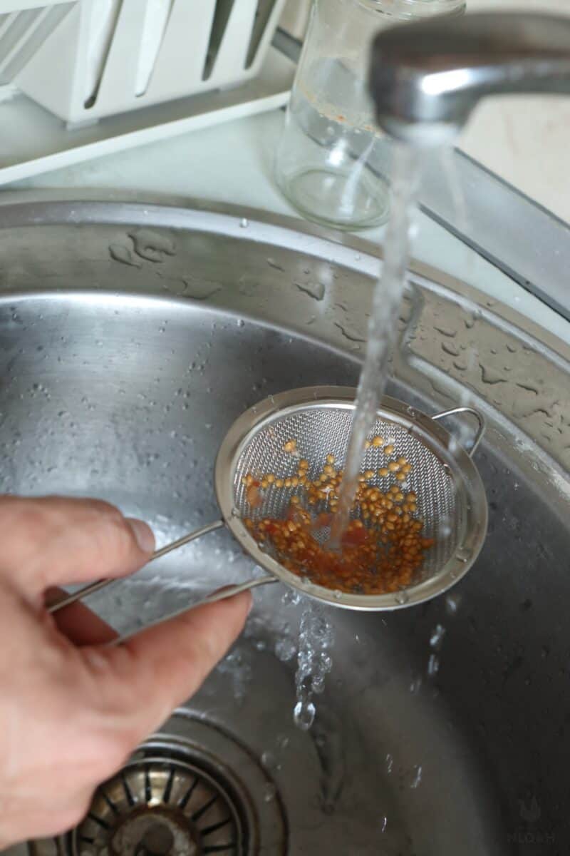 rinsing tomato seeds