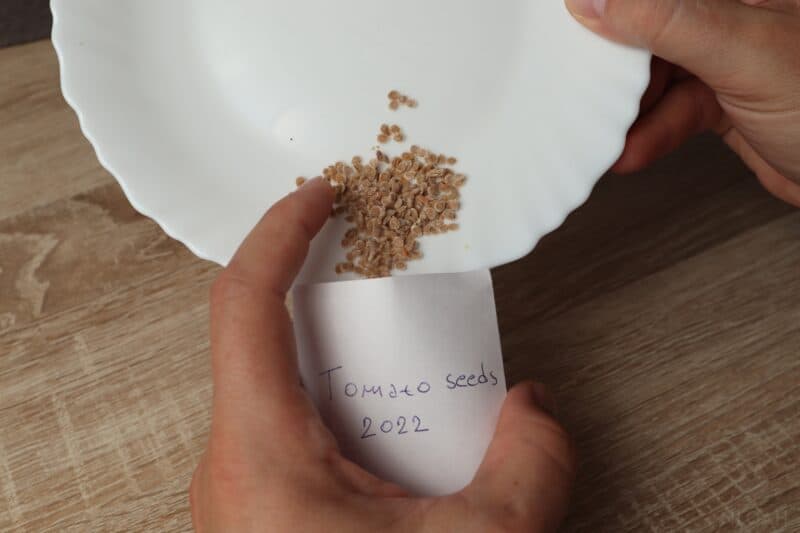 saving harvested tomato seeds into paper envelope
