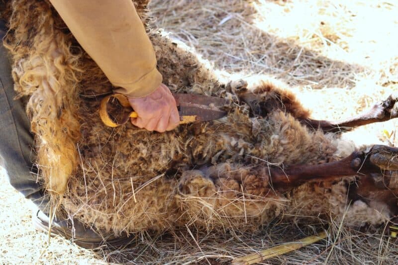 shearing a sheep with hand shears