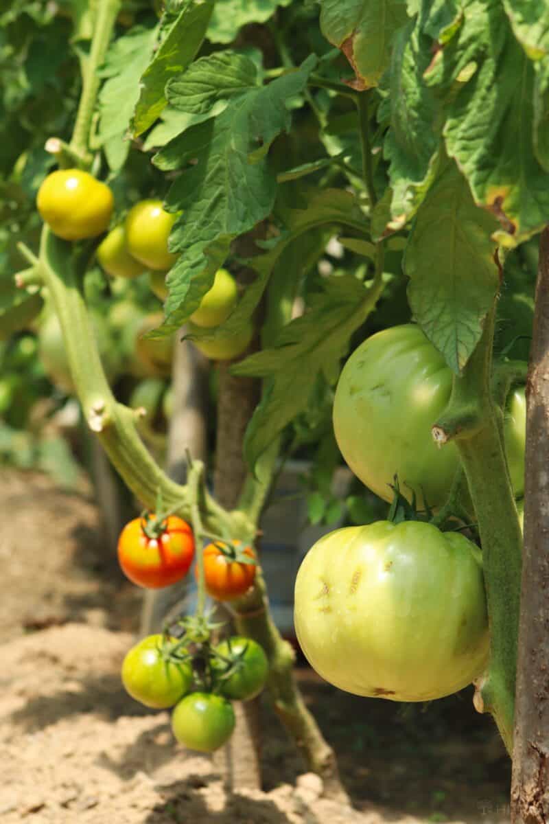 tomato plants with fruits