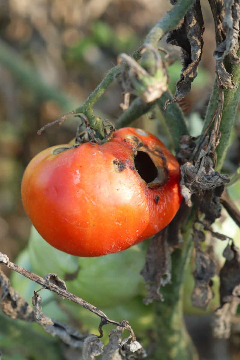 tomato fruit eaten by the tomato fruitworm