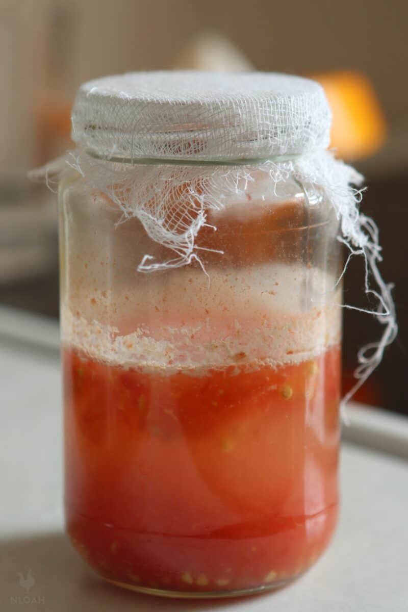tomato seeds fermenting in glass jar