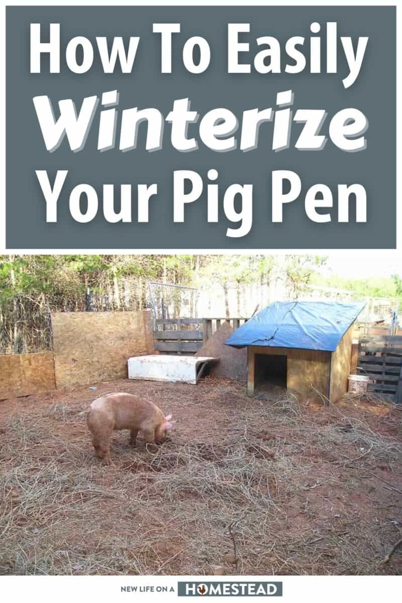 winterizing your pig pen pinterest