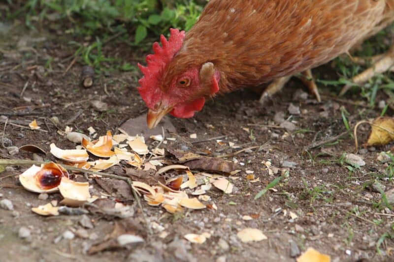 a hen eating baked eggshells