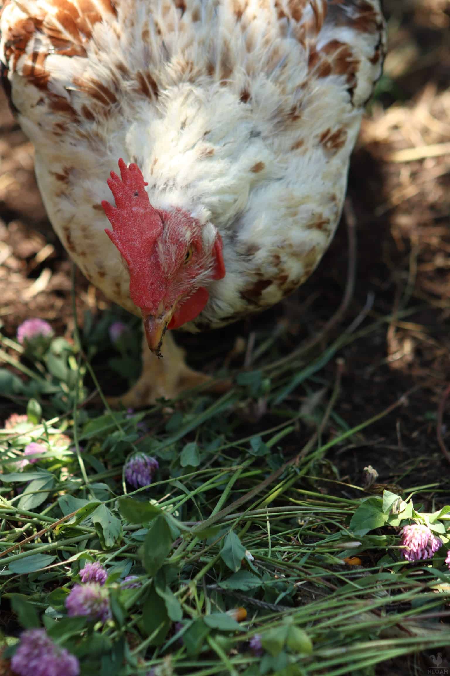 a hen eating clover