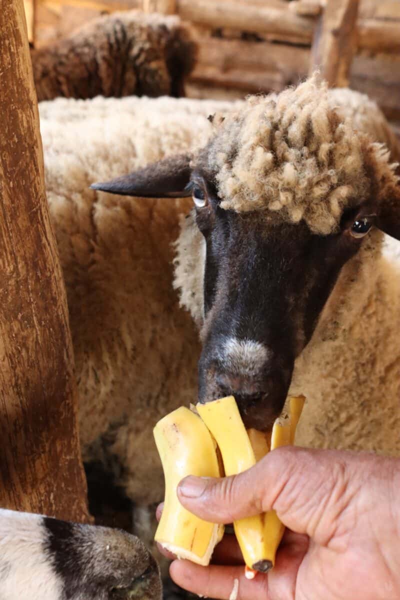 a sheep nibbling on a banana