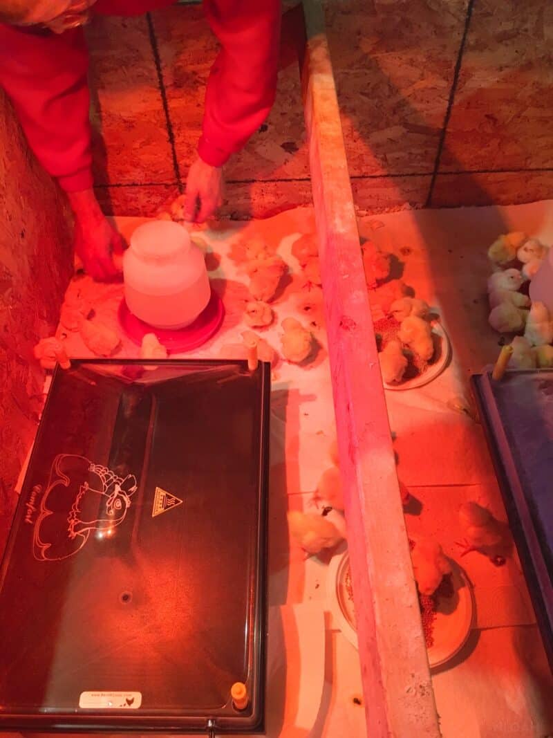 baby chicks in brooder next to heating lamp