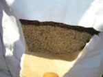 bag of wheat infested with weevils