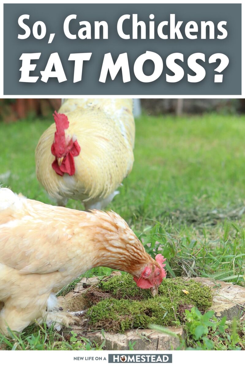 can chicken eat moss pinterest