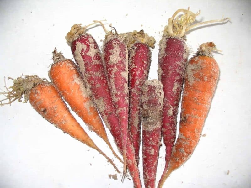 carrots stored in sand after 3 months