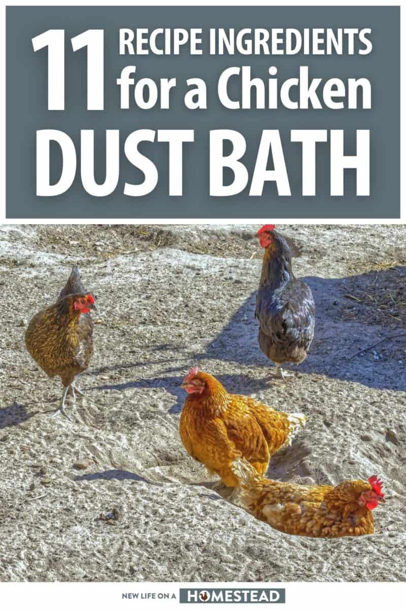 chicken dust bath pinterest