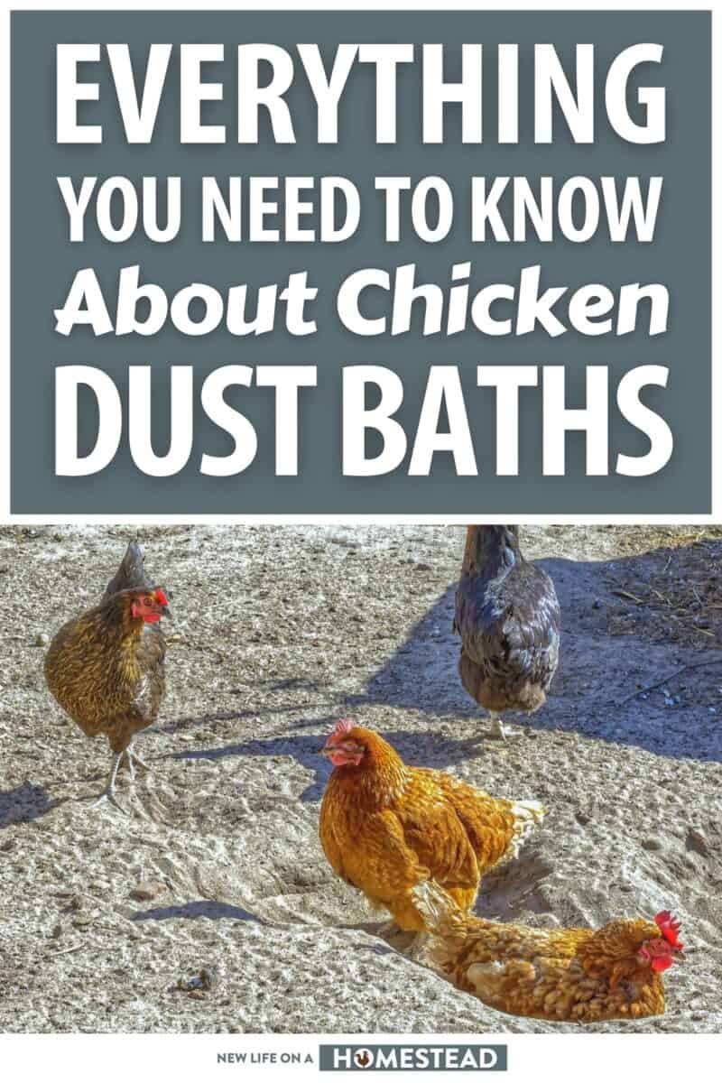 chicken dust baths pinterest