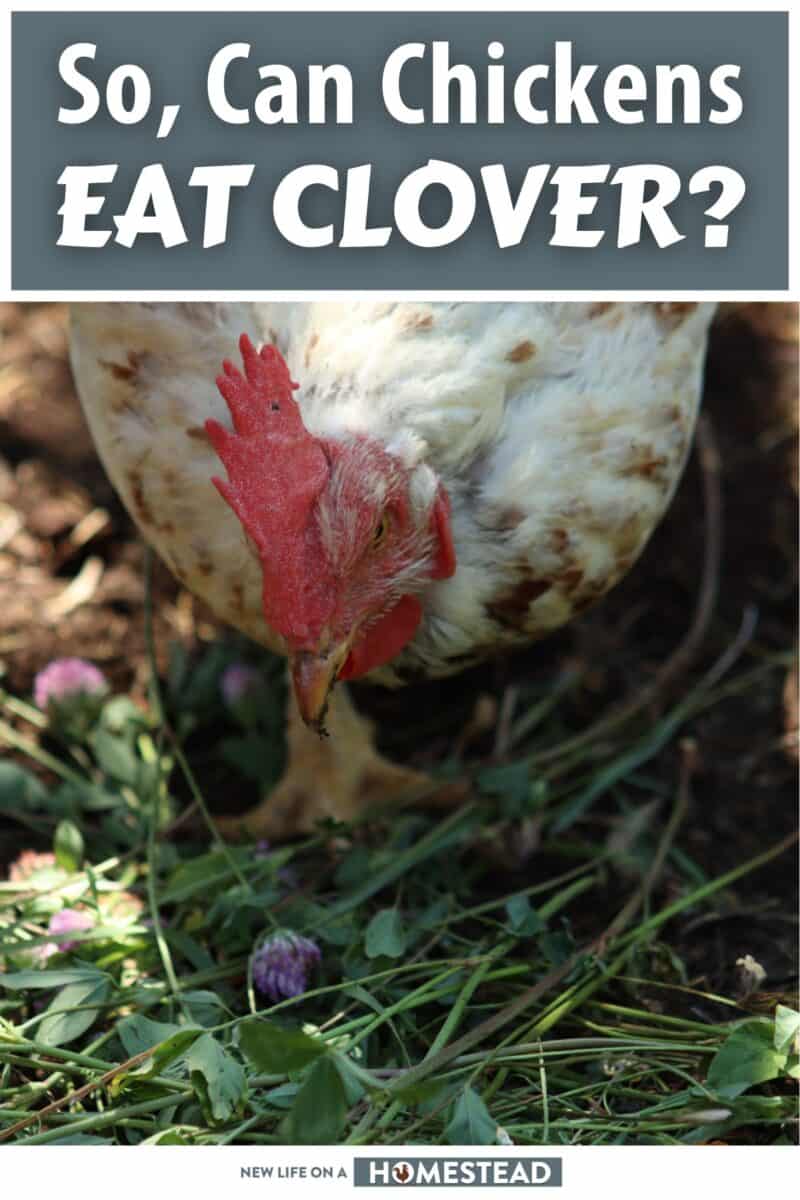 chickens eating clover pinterest