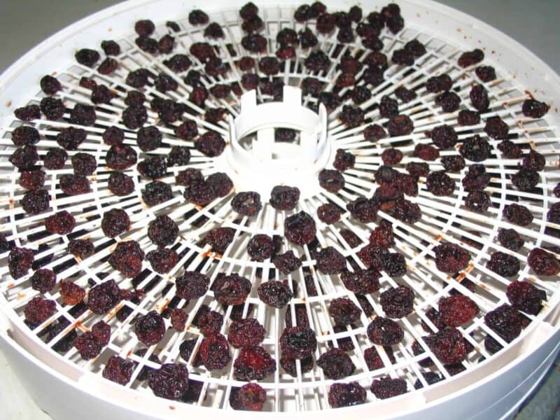 dehydrated cherries on dehydrator tray