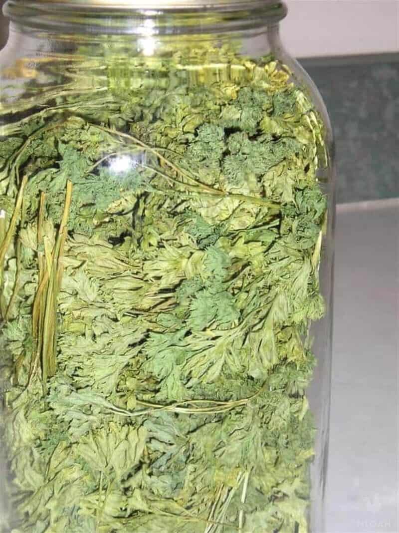 dried parsley leaves in glass jar