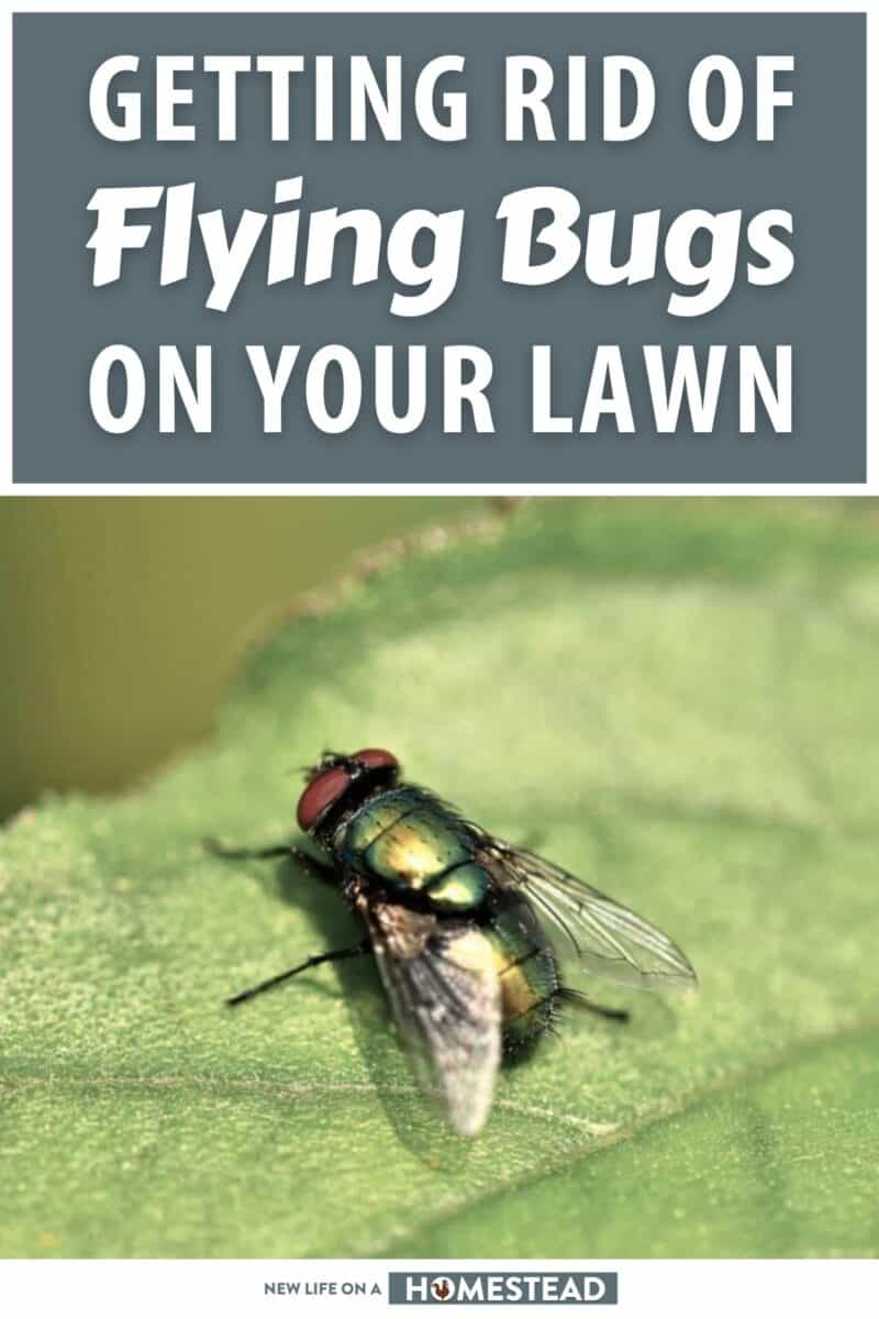 flying bugs on lawn pinterest