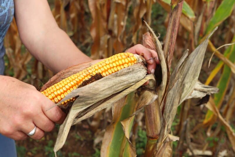 harvesting corn