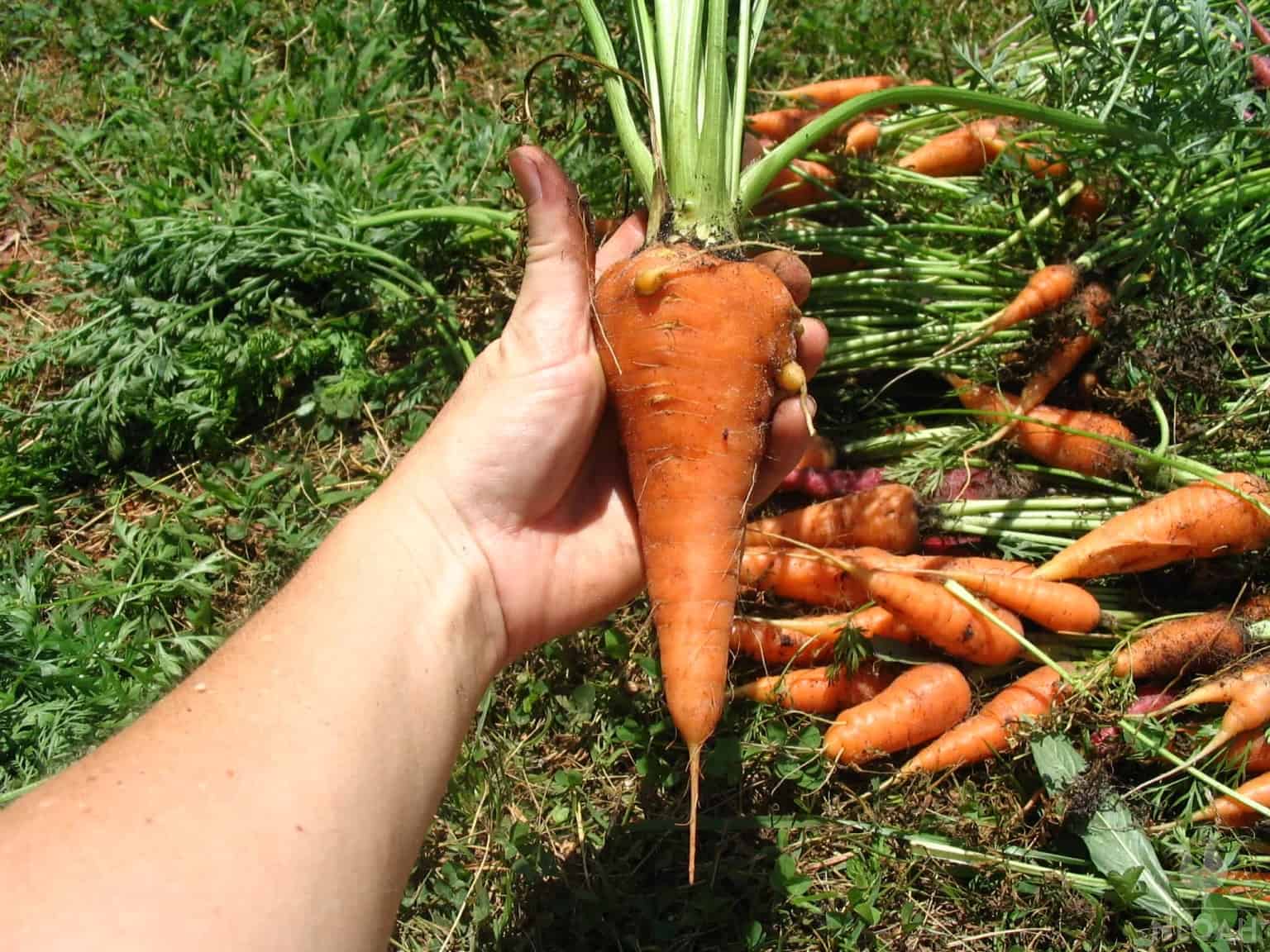holding a large St. Valery carrot next to the harvest