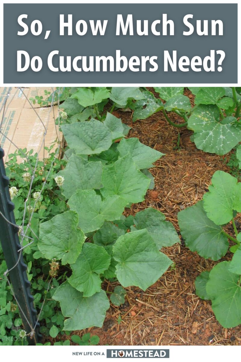 how much sun do cucumbers need pinterest