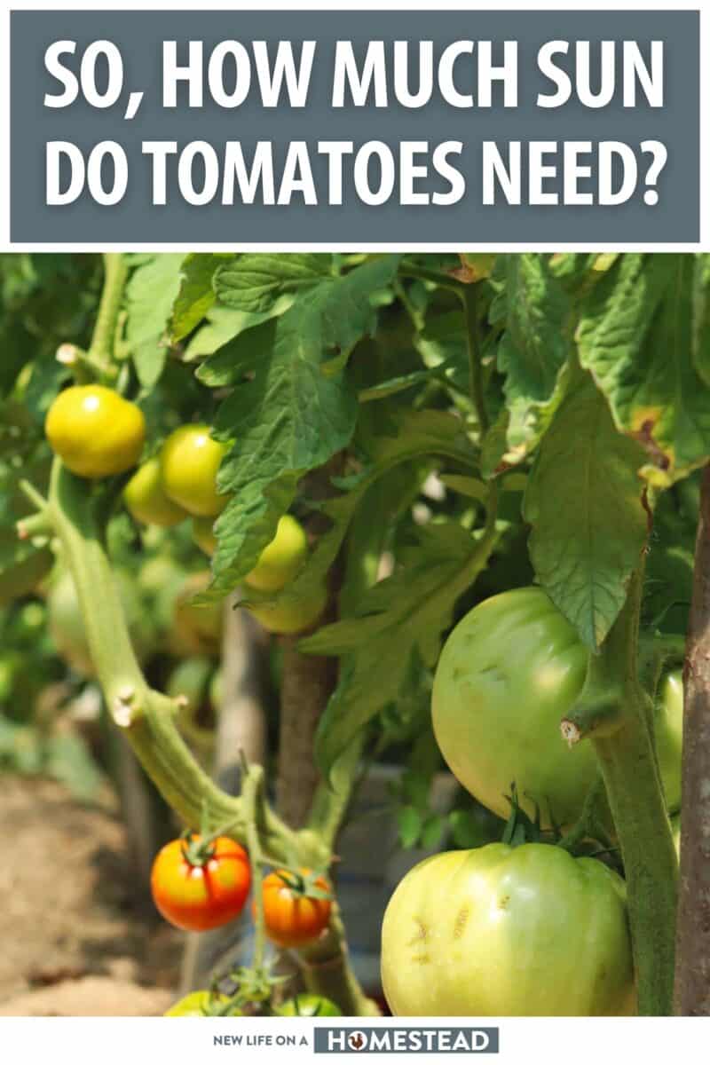 how much sun do tomatoes need pinterest