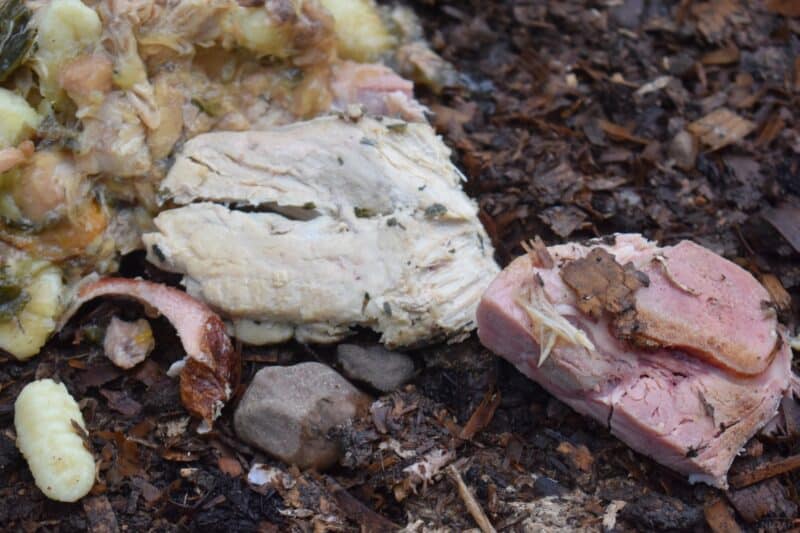meat scrap in compost pile