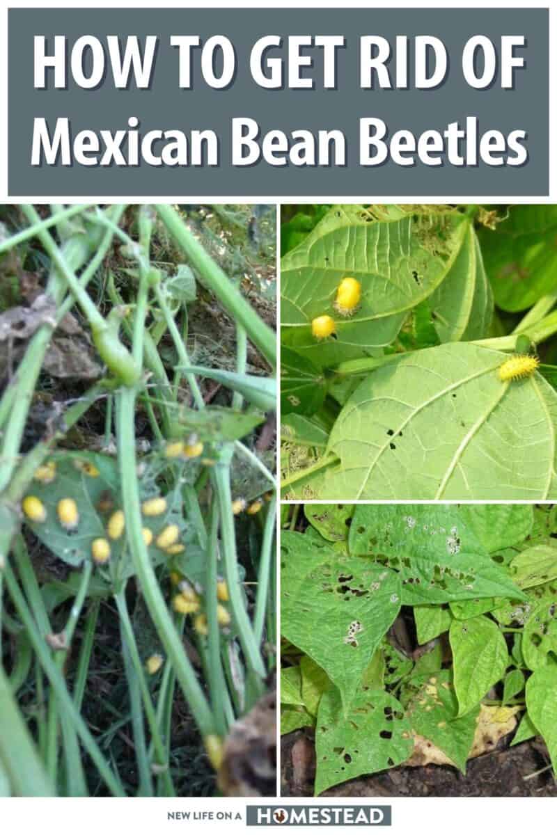 mexican bean beetle pinterest