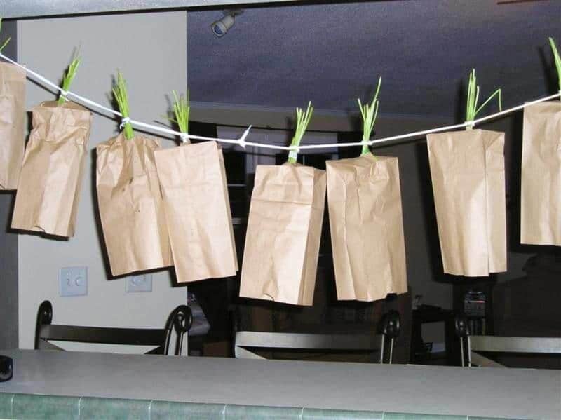 parsley hanging from a string covered with paper bags