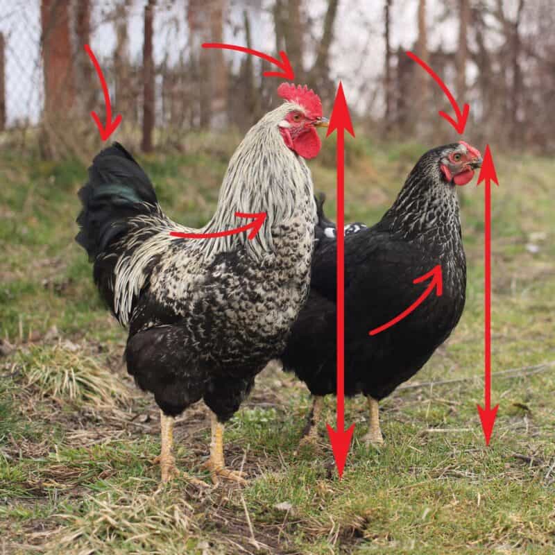 rooster and hen differences