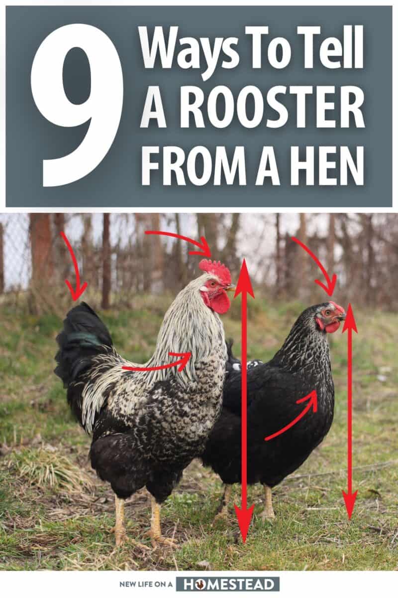rooster hen differences pinterest