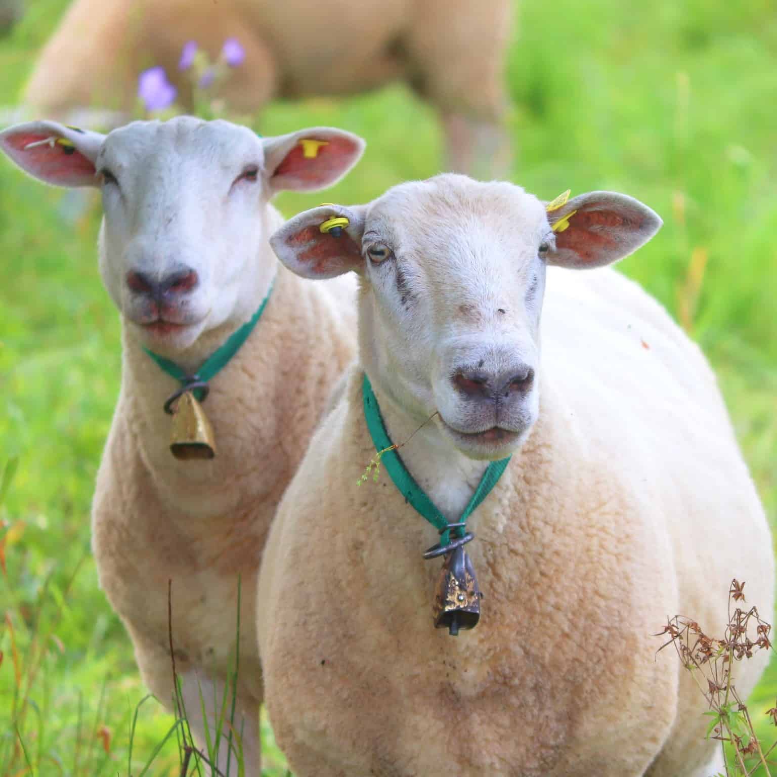 sheep wearing bells