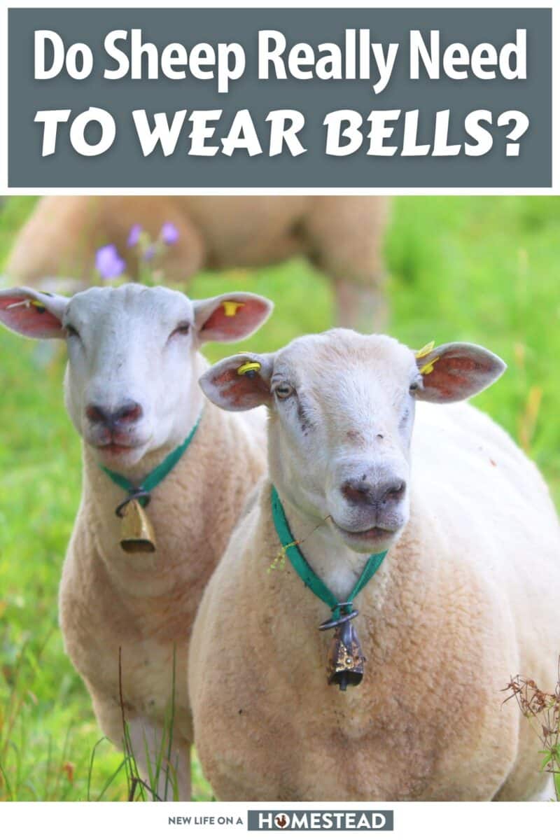 sheep wearing bells pinterest