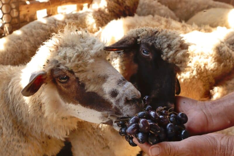 two sheep enjoying some grapes