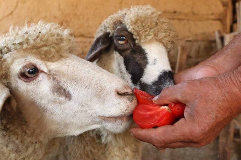 two sheep enjoying some tomatoes