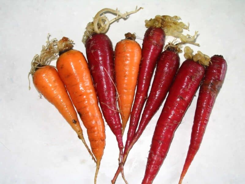 washed carrots