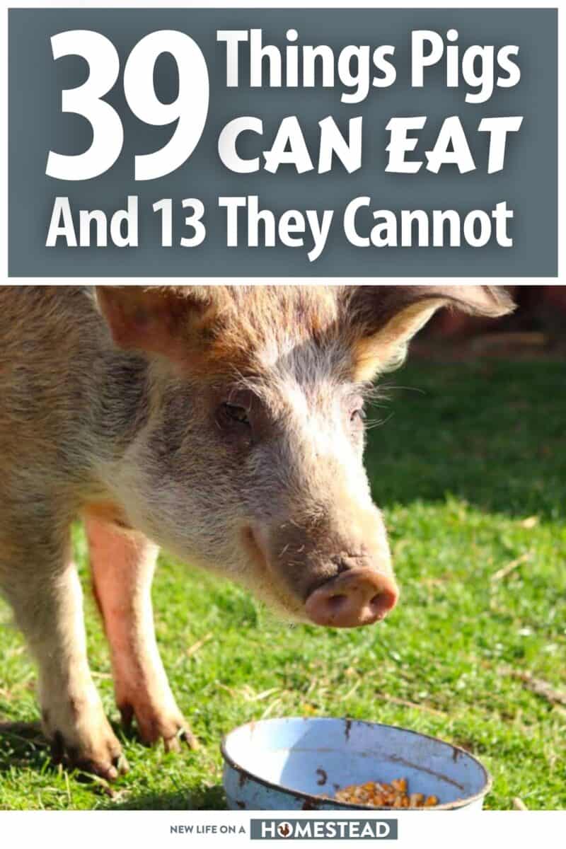 what pigs can eat pinterest