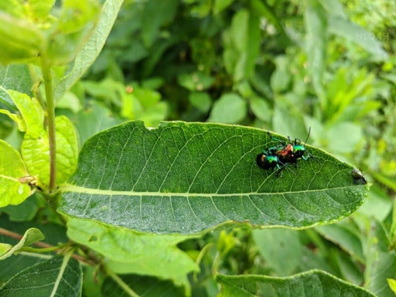 Japanese beetles on a leaf