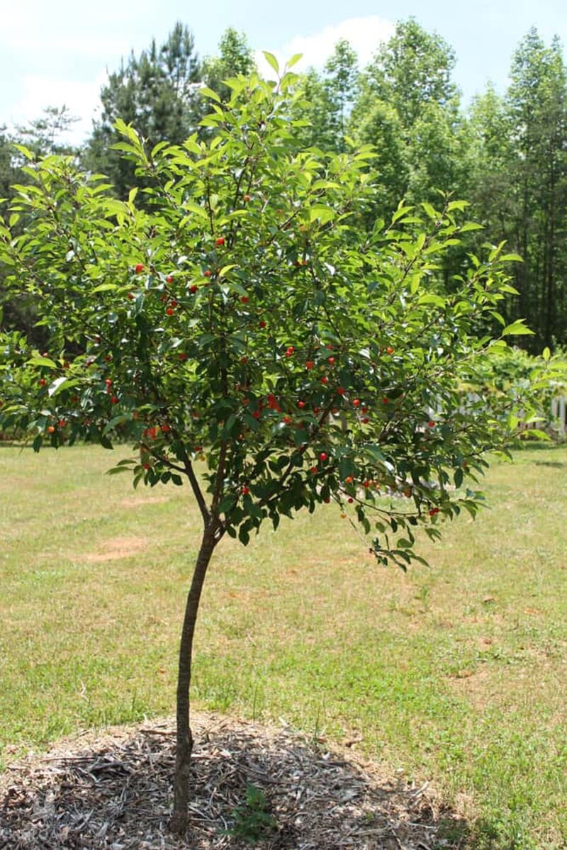 a Montmorency cherry tree